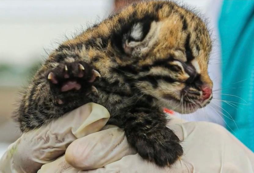 Cría de ocelote fue sacada de su hábitat natural, al parecer, por accidente