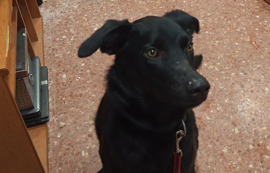 Choco fue adoptado y a los dos días lo devolvieron al refugio por injusta razón