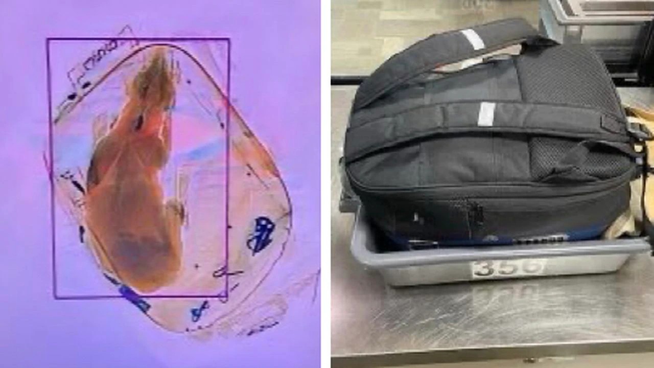 Estados Unidos: pasajero pretendía transportar a su mascota en equipaje de mano