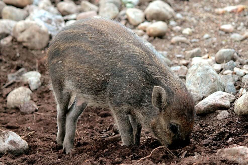 Por primera vez graban a cerdos salvajes usando herramientas
