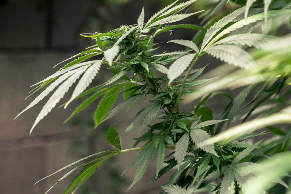Reino Unido, otro país donde ya se pueden recetar medicamentos derivados del cannabis