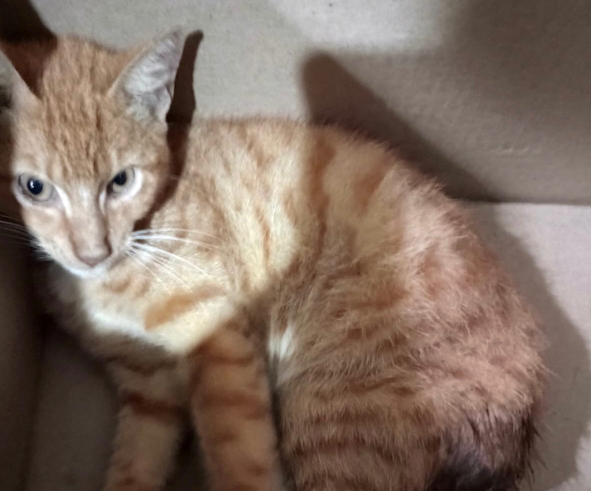 Un perro y dos gatos luchan por su vida en el Amazonas: necesitan ayuda urgente