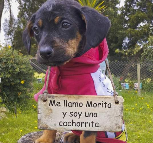 Morita fue abandonada dentro de un costal y ahora busca una familia que la adopte