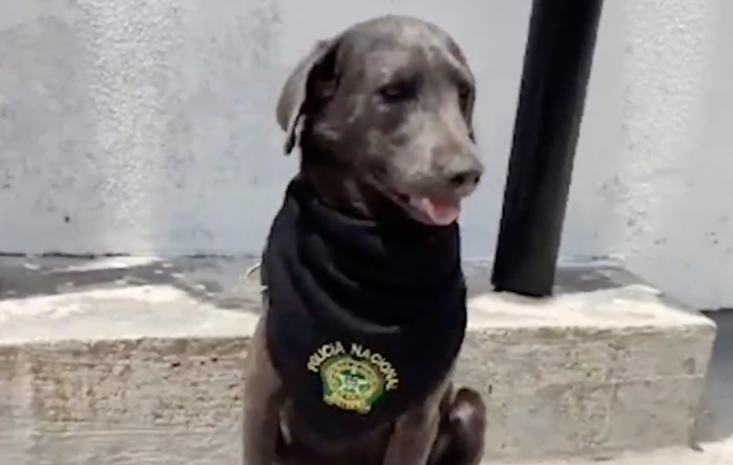 ¿Cómo ayuda la Policía a los animales abandonados en Colombia?