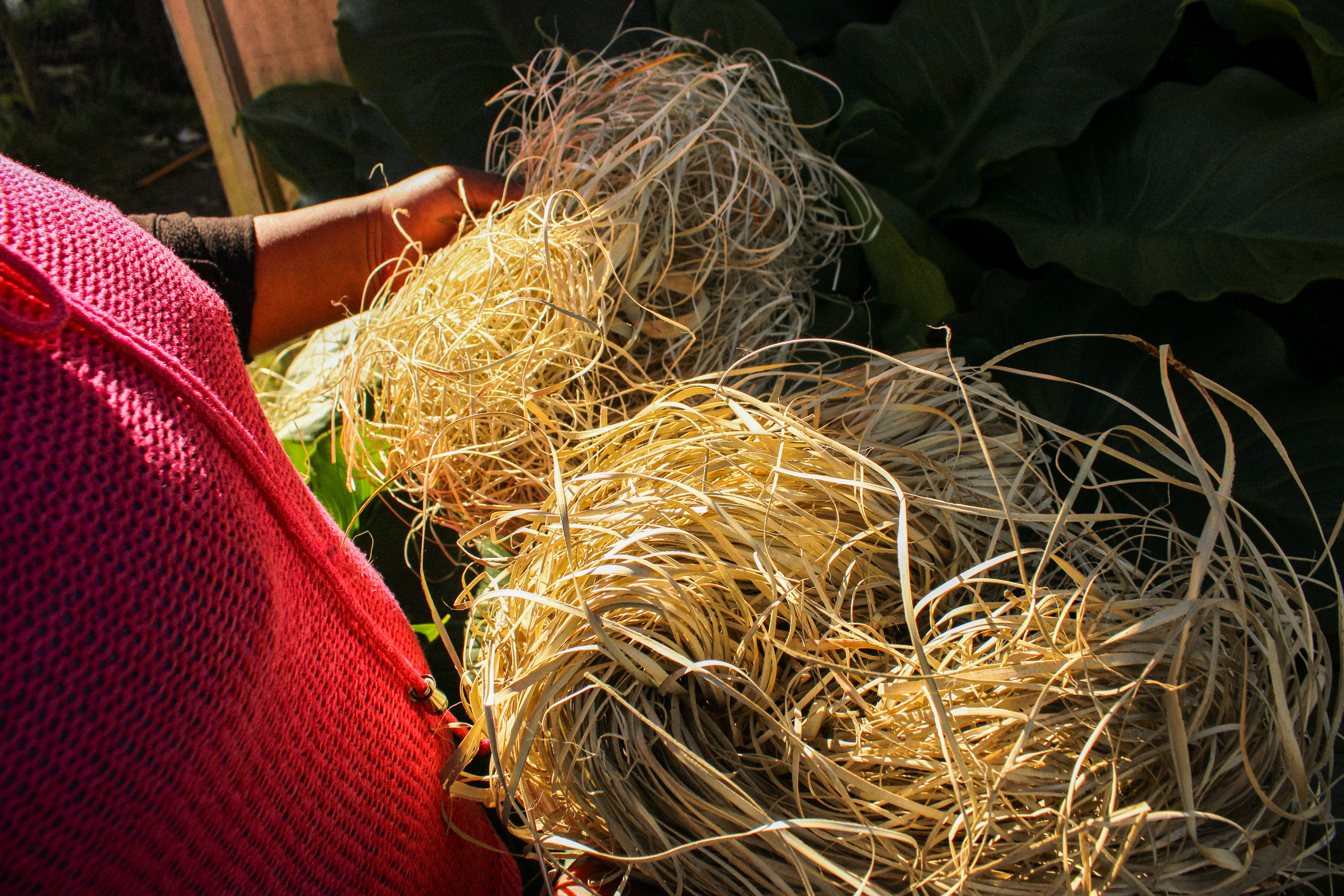 El tejido de la pilwa, además de poseer importancia cultural para las comunidades mapuche lafkenche, ha sido clave para fortalecer su economía familiar. Para Mercedes, esta práctica es determinante como medio de vida, desde la extracción de la materia prima y la manufactura del tejido, hasta la comercialización del

producto. En los últimos años, Mercedes, junto a otras diez mujeres de la agrupación Kusaufe Zomo han revalorizado este saber tradicional, fortaleciendo sus redes de apoyo y su comercialización.