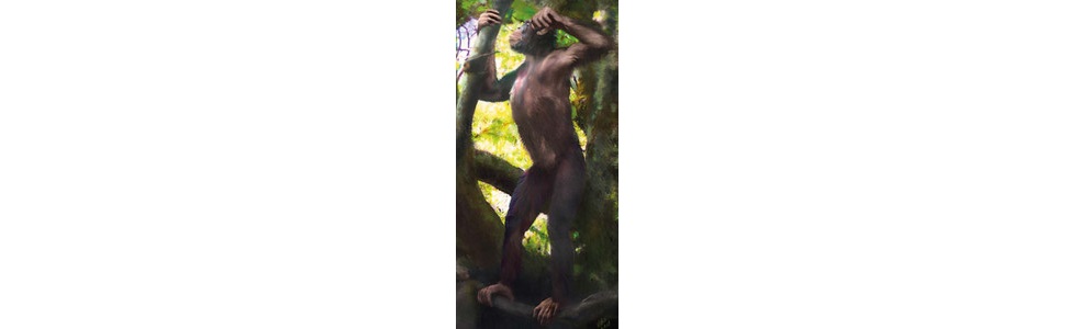 Reconstrucción de Danuvius guggenmosi.Velizar Simeonovski - Agencia SincAsí, uno de los aspectos que más asombró al equipo de investigación fue la similitud de ciertos huesos deDanuviuscon los humanos, en comparación con los grandes simios. “Personalmente, me sorprendió mucho el gran parecido de la morfología de las vertebras y tibias con las de los humanos (homininos), en contraste con los simios. Fue totalmente inesperado para todos nosotros”, confiesa a Sinc la experta.