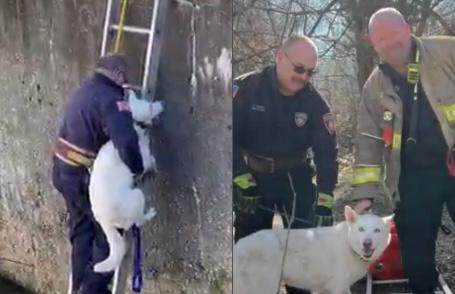 (Video) Así fue el rescate de un perro que quedó atrapado en un estanque congelado