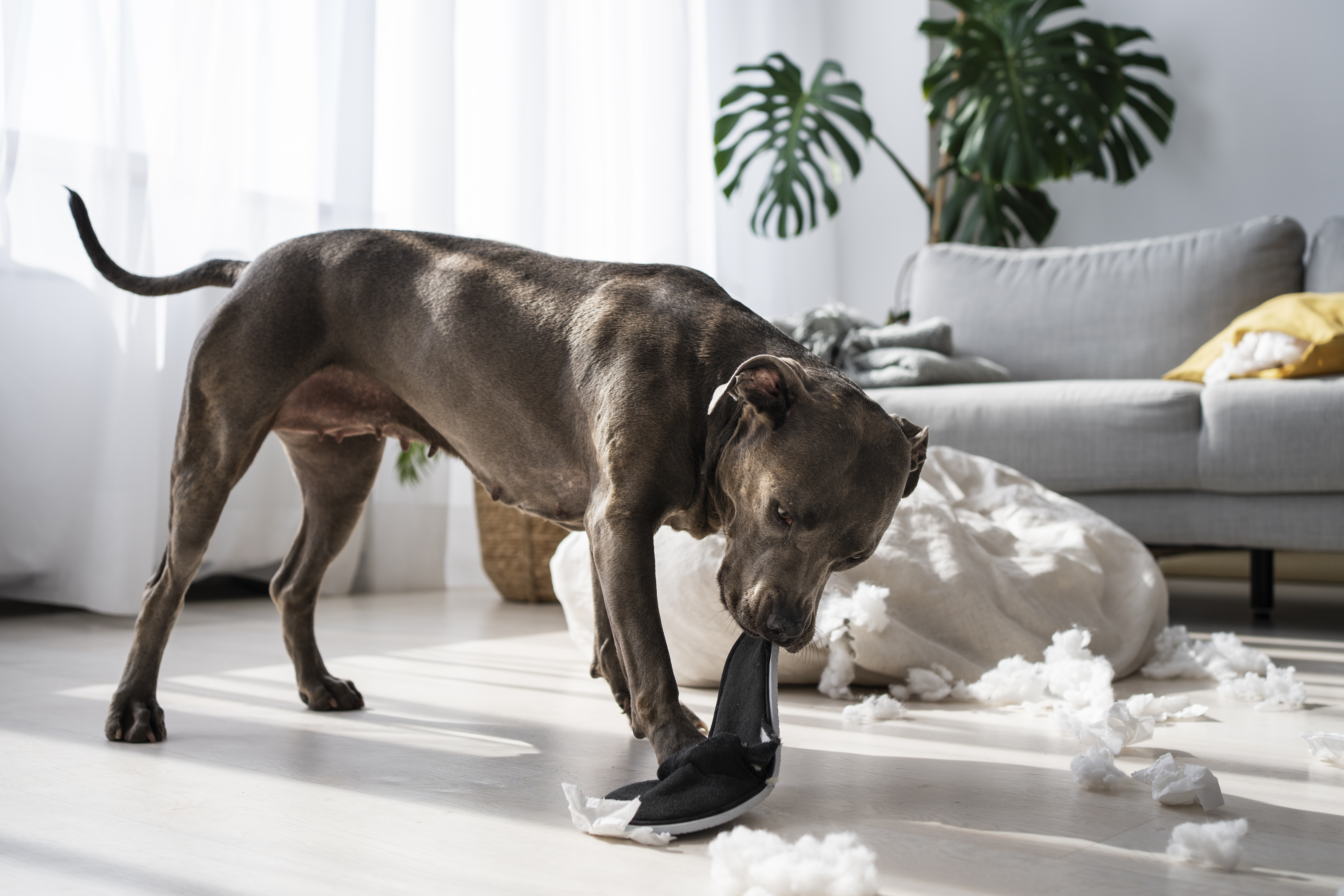 ¿Cómo debe regañar correctamente a un perro para que obedezca?