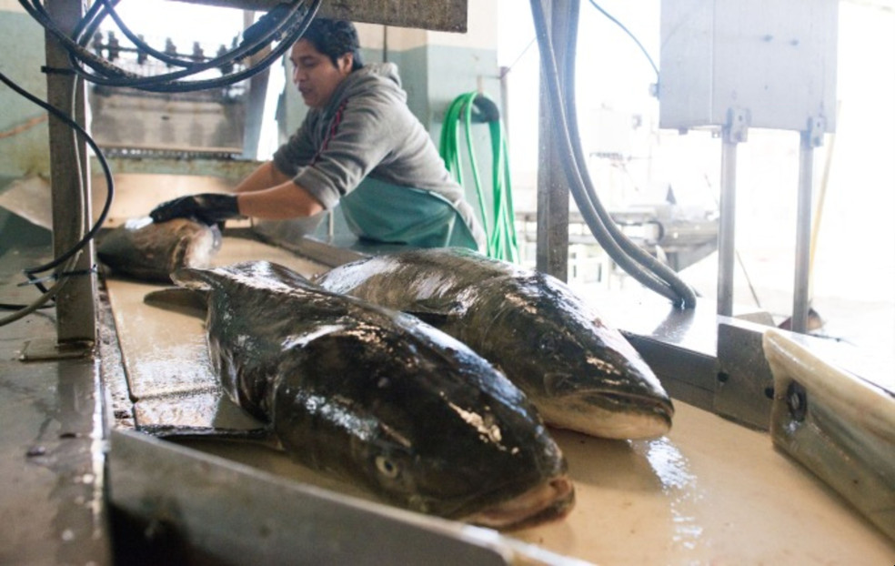 Colombia pide acelerar proceso para eliminar subsidios a la pesca marina ilegal