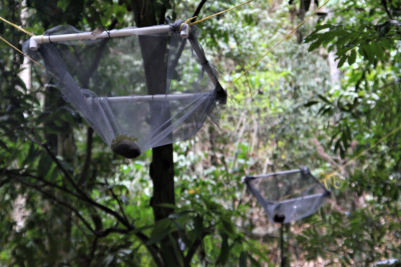 Con las semillas de este árbol quieren salvar los últimos bosques secos de Colombia