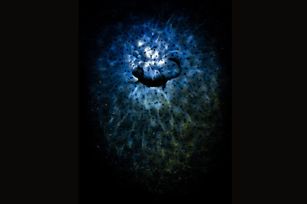 Ganador
La foto llamada "entre las estrellas de Litauszki Tibor" fue tomada en Alemania con una caja submarina unida a un peso de metal y colocada debajo de los huevos. El encargado de capturar este momento fue Litauszki Tibor.