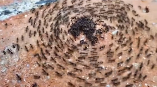 Círculo de hormigas.