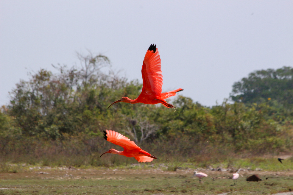Ibis escarlata, también llamado corocoro rojo o corocoro colorado.