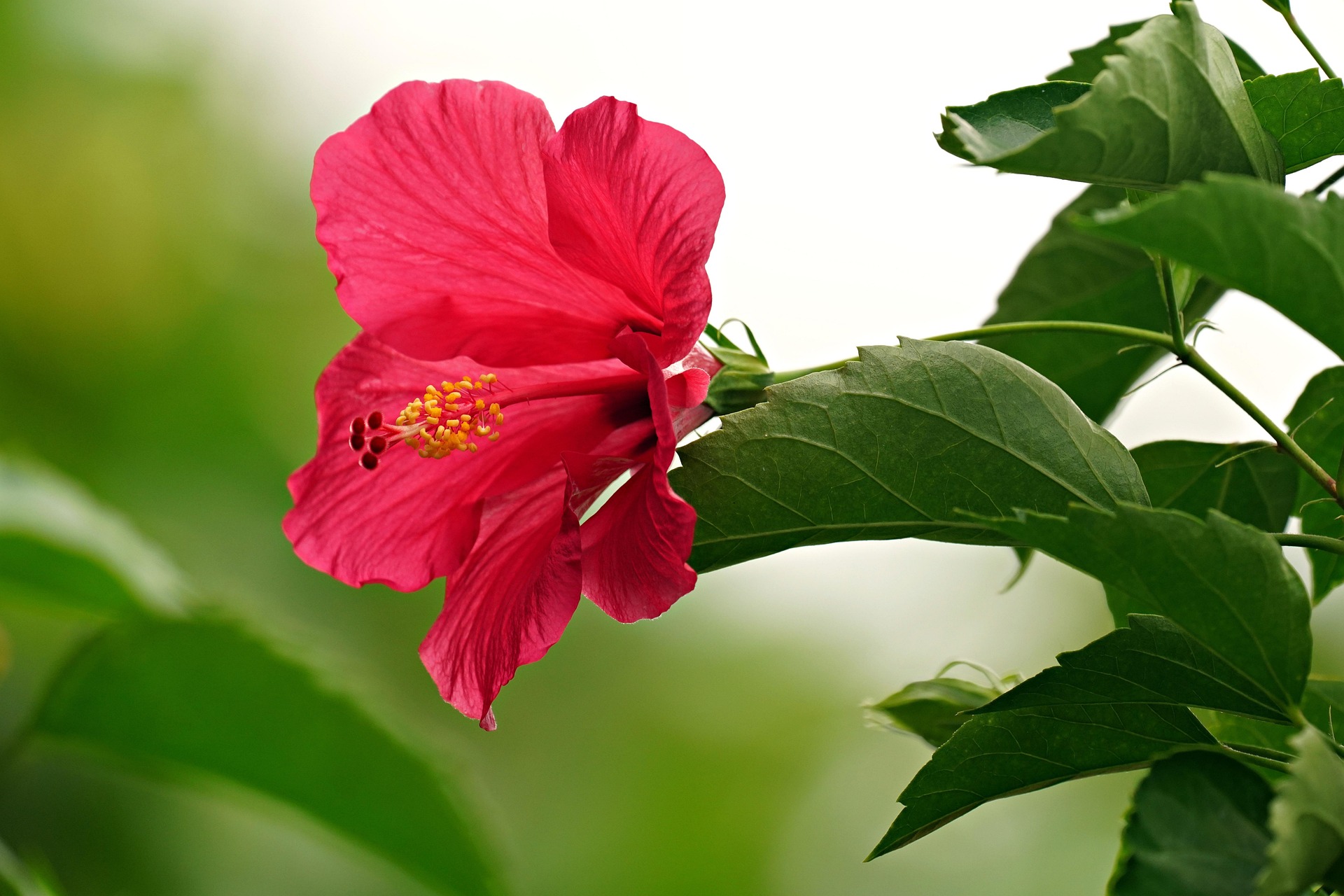 En imágenes: seis plantas ideales para climas cálidos y sus cuidados