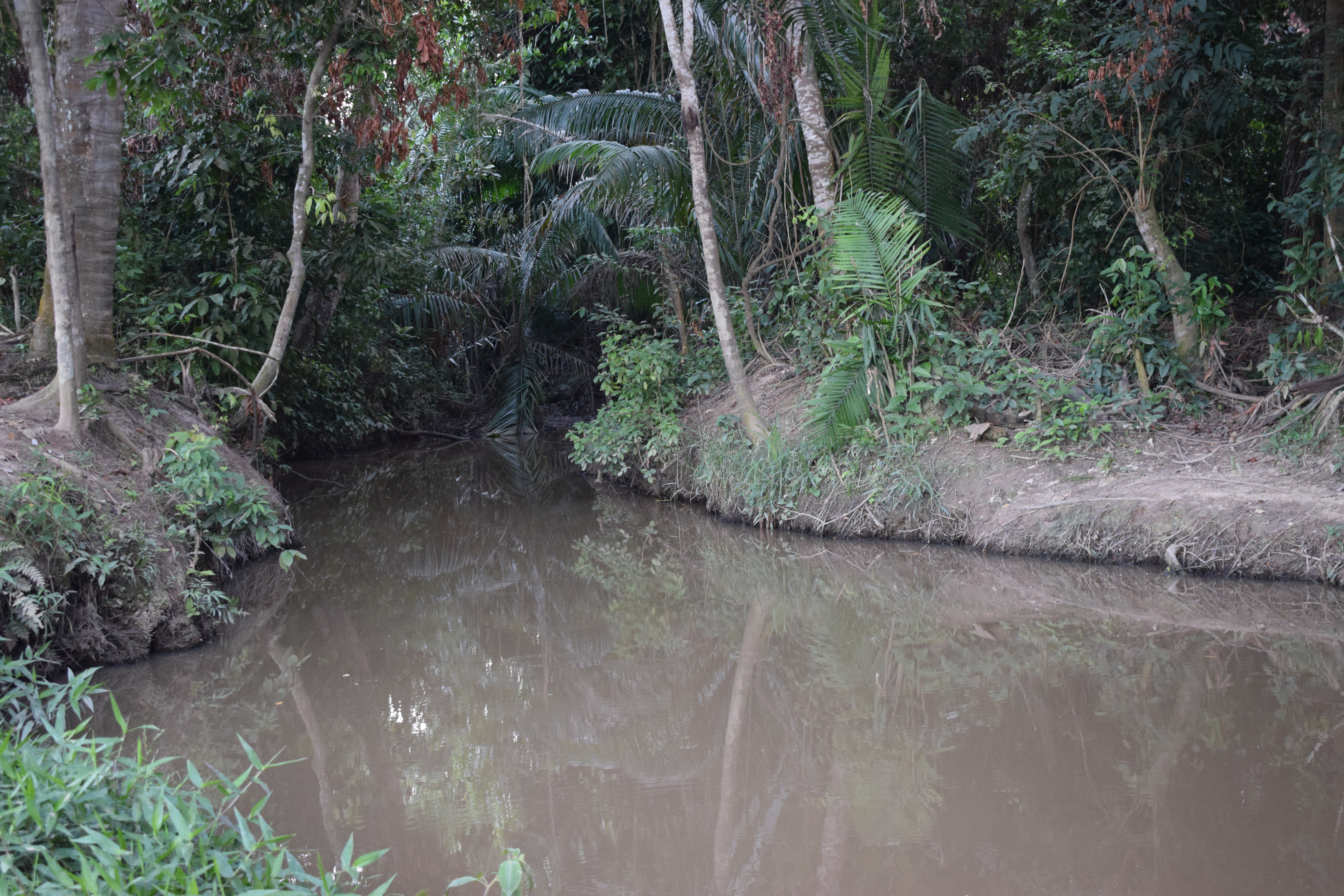 Recuperación del Arroyo Corozal: un ejemplo de gobernanza local