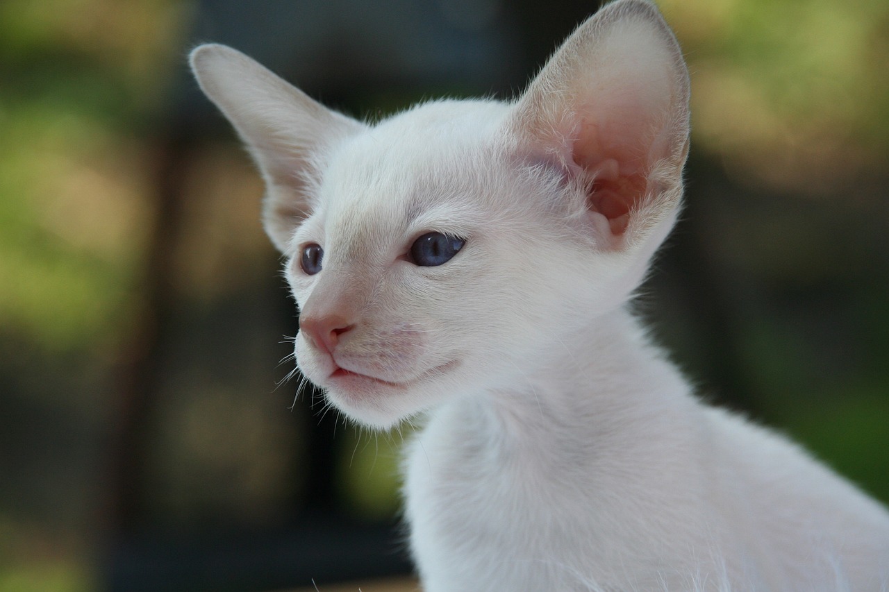 ¿Todos los gatos blancos con ojos azules son sordos?