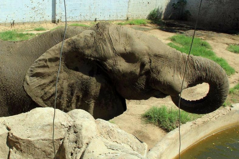 Operan con éxito a Tantor, el elefante del zoológico de Barranquilla