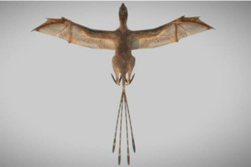 Esta nueva especie pertenece a un reducido grupo de dinosaurios del cual solo se conocen cuatro especies. Eran una familia cercana a los velociraptors y a las aves modernas.  / MIN WANG/INSTITUTE OF VERTEBRATE PALEONTOLOGY