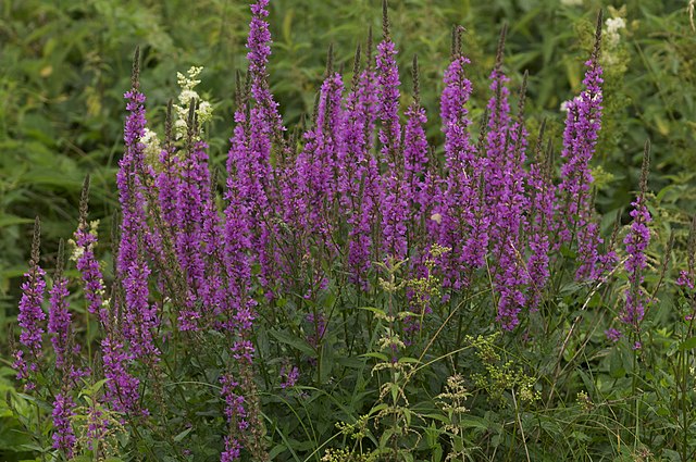 El Lythrum salicaria es una planta versátil y resistente, ideal para personas que buscan una especie medicinal y decorativa al mismo tiempo