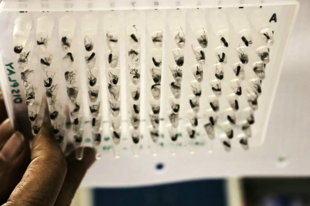 Un experimento con buenos resultados: ¿El principio del fin del dengue?