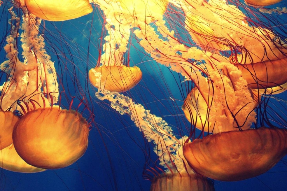 El declive de la biodiversidad marina tropical empeorará a finales de siglo