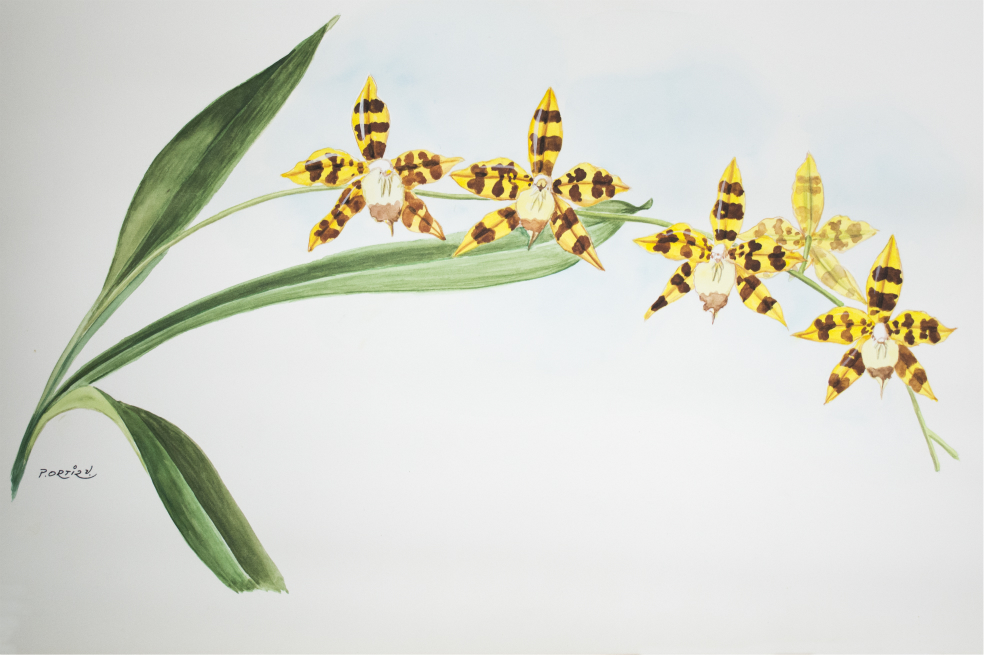Exposición sobre el jesuita que se enamoró de las orquídeas