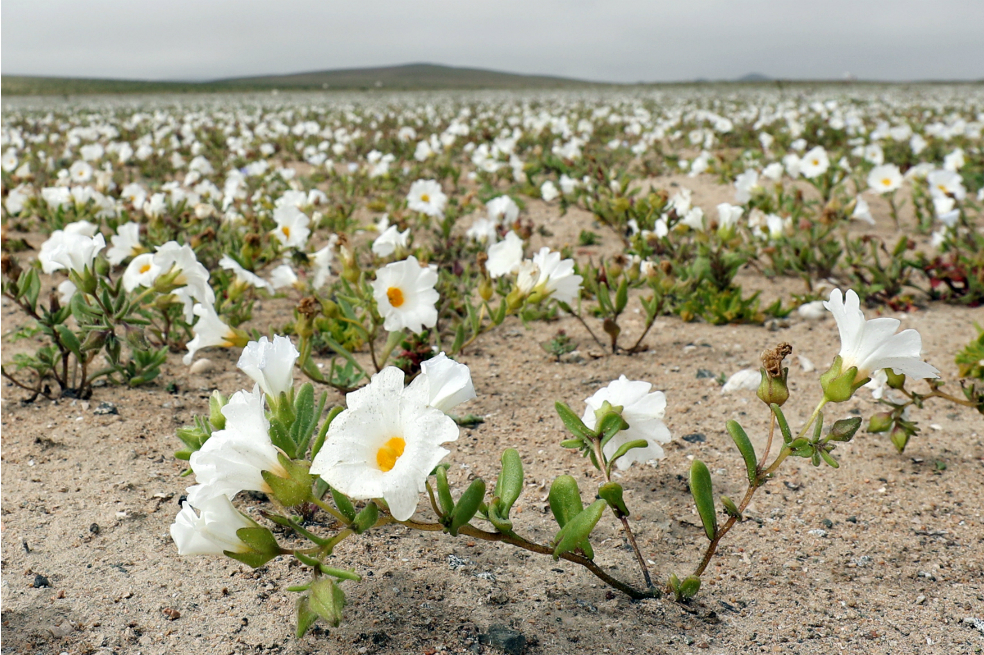 Florece en Chile el desierto más árido del mundo