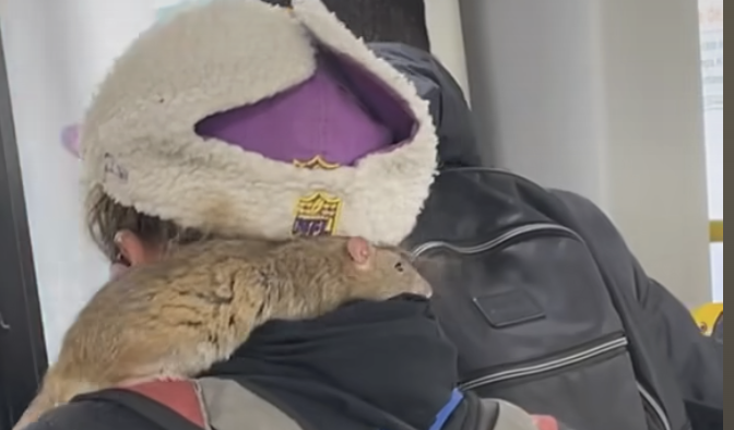 Mujer llevó a una rata como mascota en el TransMilenio: así reaccionó la gente
