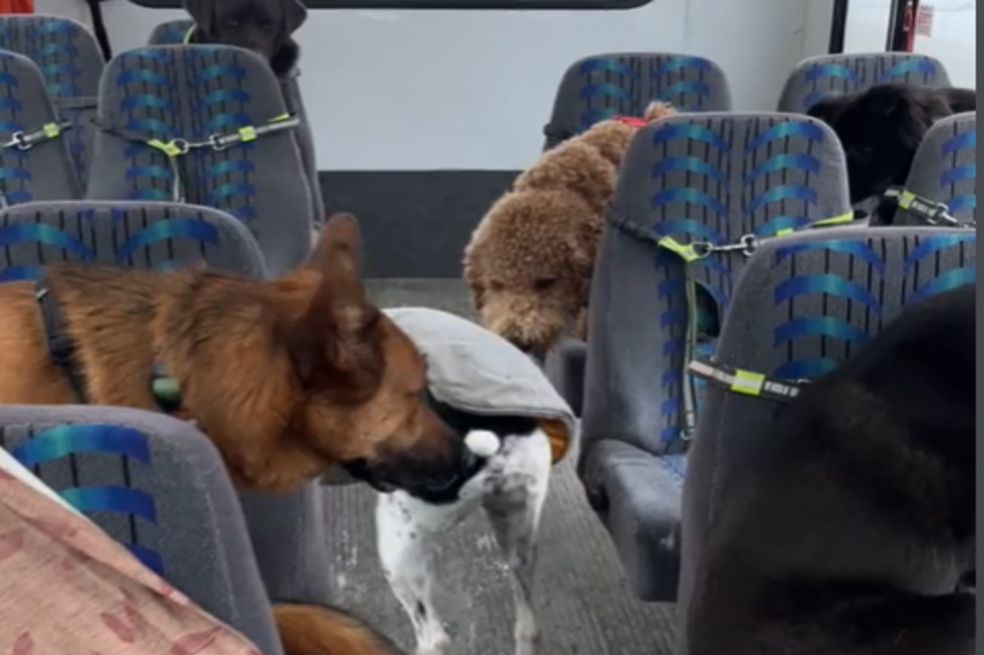 (VIDEO) Viajar en cuatro patas: así funciona el autobús para perros en Alaska