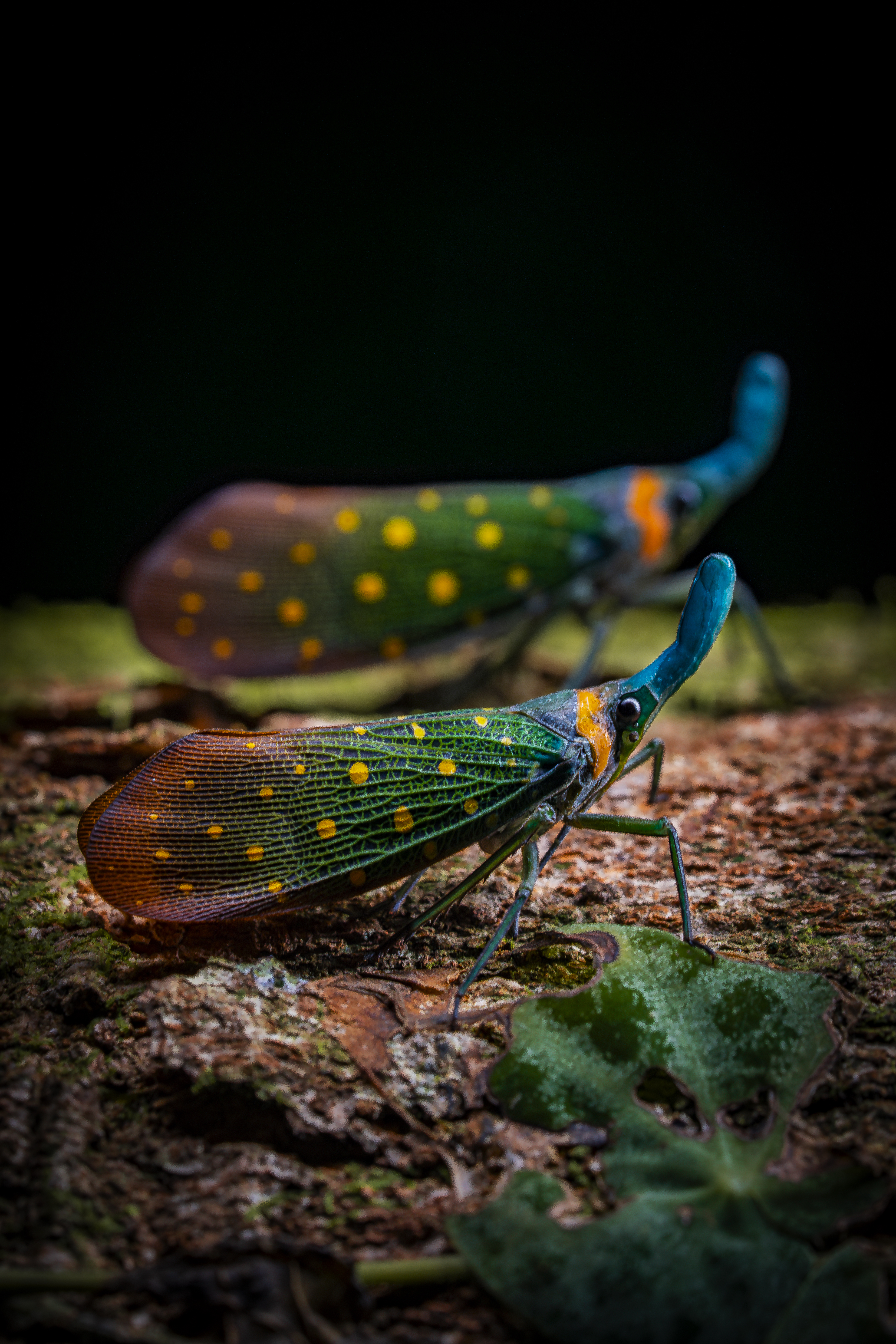 "The safari beauty", por Ngar Shun Victor Wong. Se llevó el bronce en la categoría retrato.