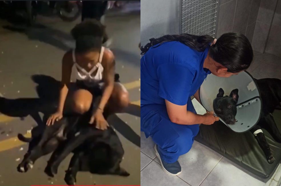 Negro está vivo: el perro herido con pólvora en Dagua, Valle, se está recuperando