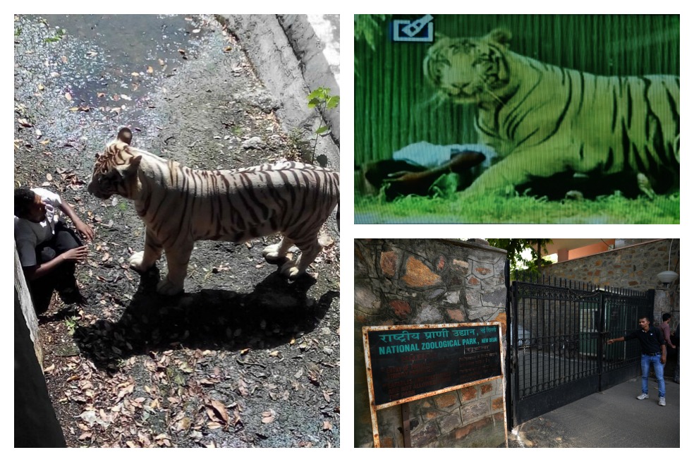 Se conocen imágenes del ataque de tigre en zoológico de Nueva Delhi