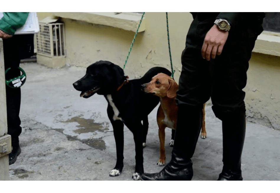 ‘Lilo’ y ‘Canela’, las perritas rescatadas en Engativá por falta de afecto