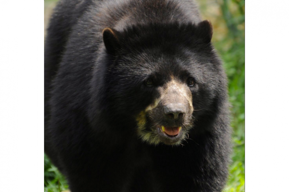 En libertad sospechoso de matar a oso de anteojos en el parque de Chingaza