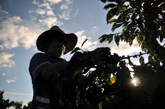 Producción de café en mayo aumentó 11%