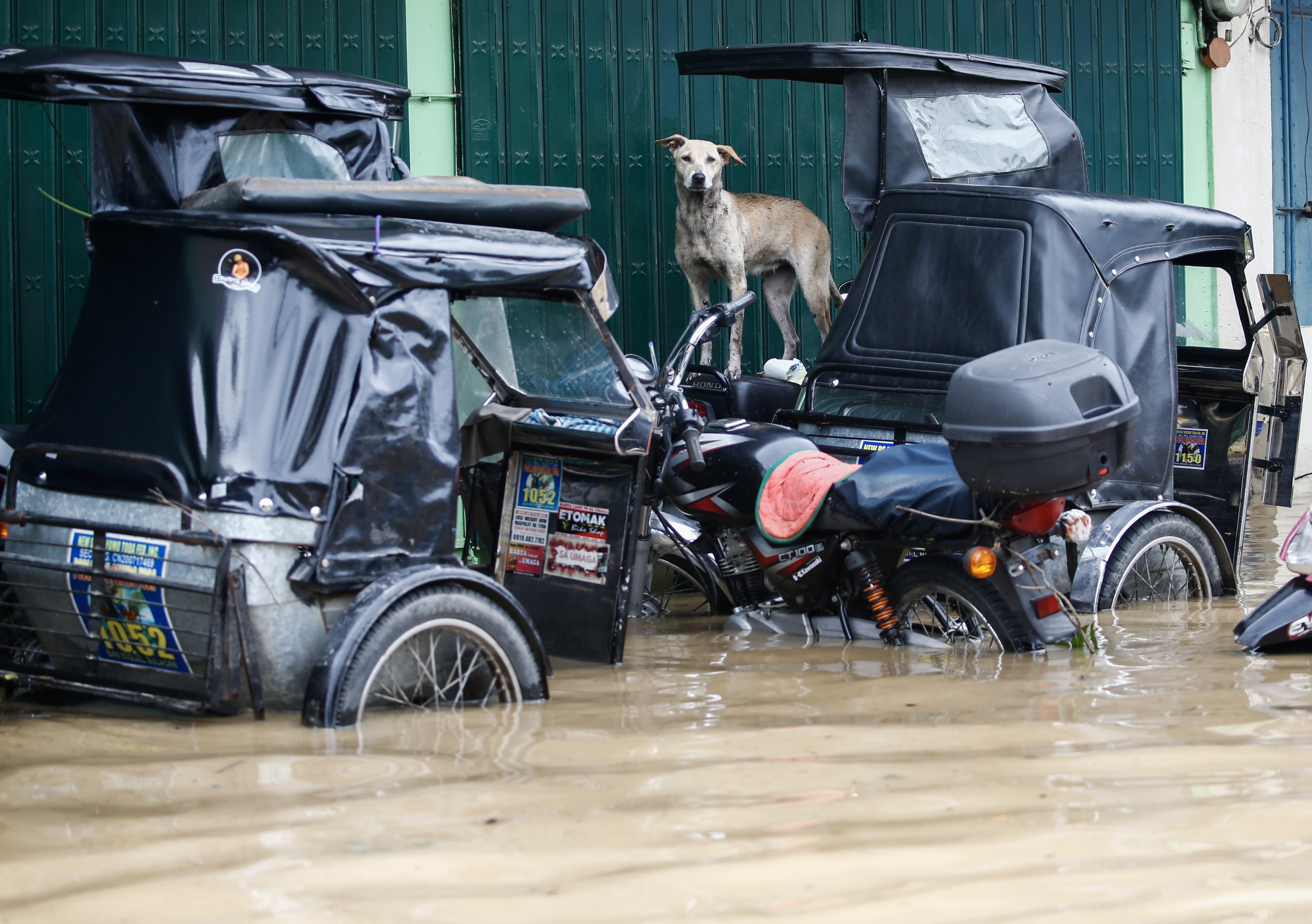 Bulacan (Philippines), 26/09/2022.- A dog stays atop a tricycle amid flooding caused by typhoon Noru in San Miguel town of Bulacan province, north of Manila, Philippines 26 September 2022. Typhoon Noru crossed the northern Philippine region of Luzon on 25 September and prompted thousands to evacuate due to heavy rain and strong winds. Typhoon Noru is expected to leave the Philippine area of responsibility by evening of 26 September. (Filipinas, Estados Unidos) EFE/EPA/ROLEX DELA PENA