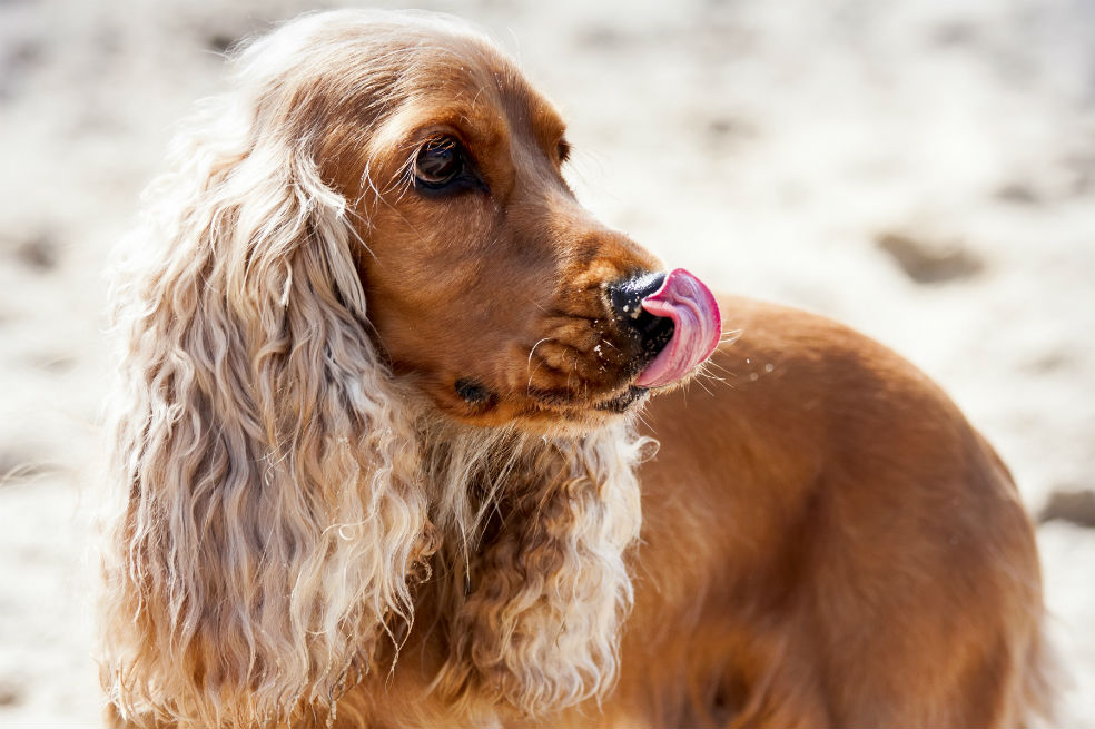 Hombre perdió varias partes de su cuerpo por una infección transmitida por su perro