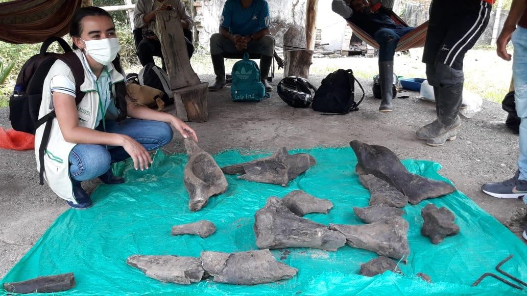 Encuentran restos fósiles de un mastodonte en Risaralda