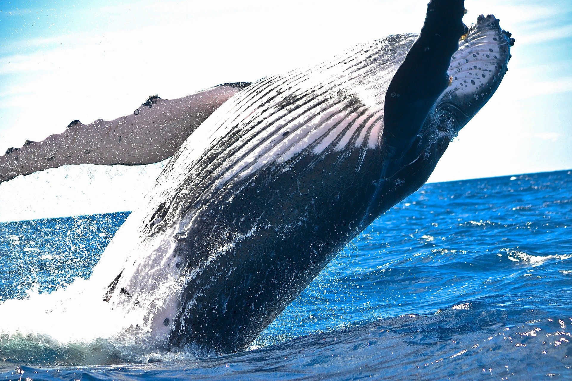 Una ballena puede consumir más de tres millones de microplásticos al día