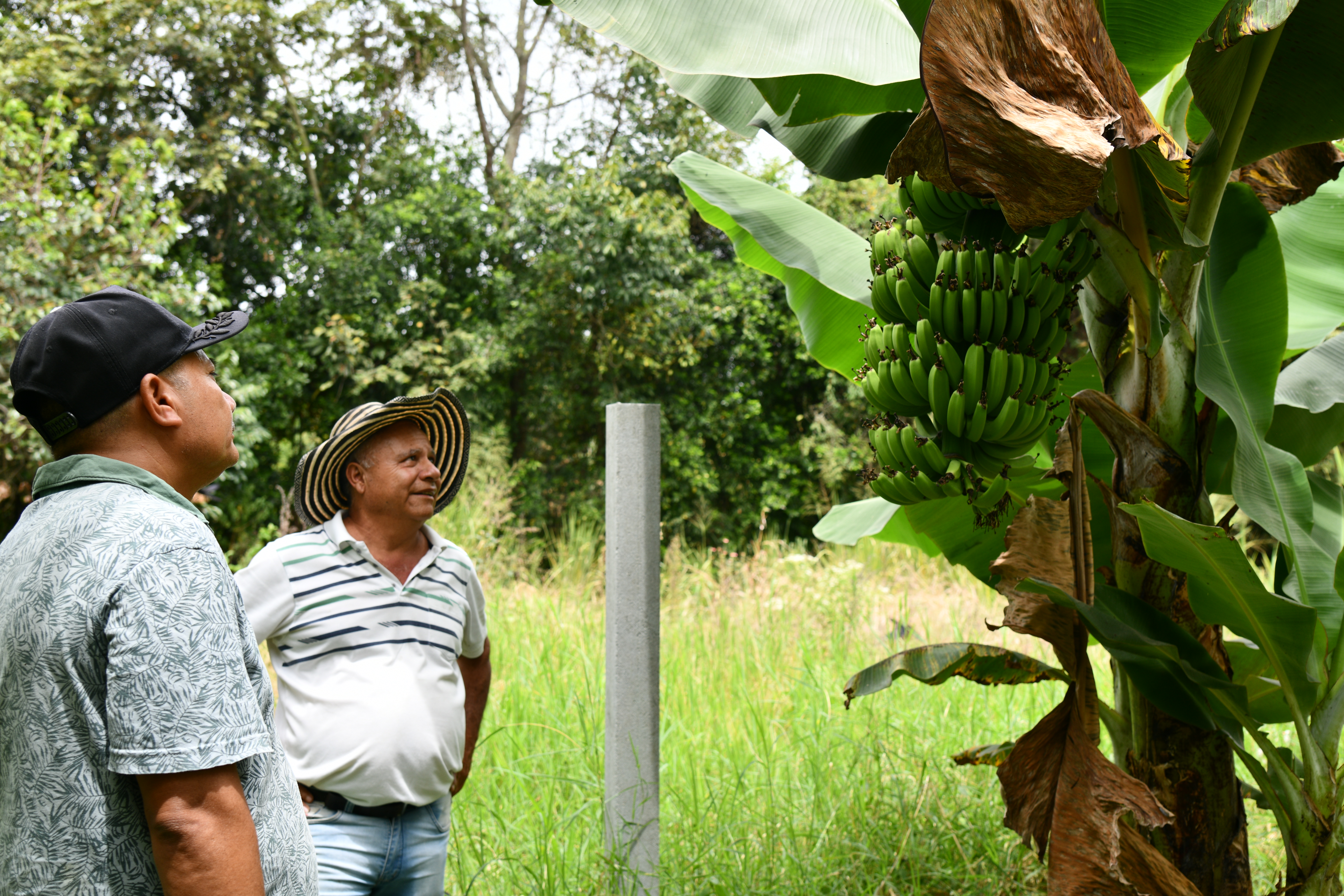 El Astro: la granja donde firmantes de paz y campesinos siembran futuro en Guacarí