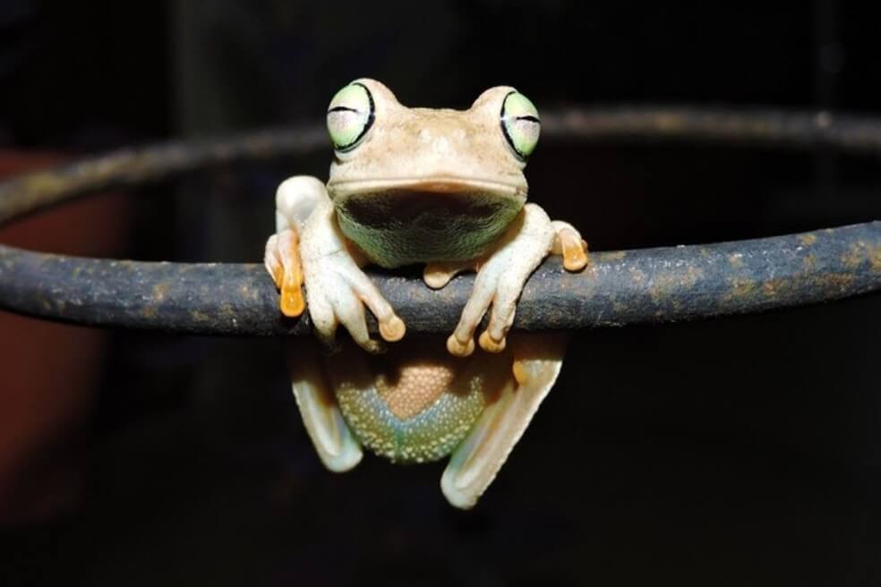 La ciencia ciudadana no para: desde sus ventanas, aficionados avistan 2.146 especies