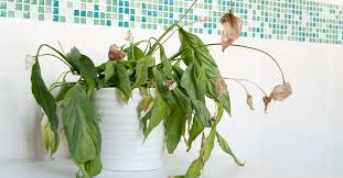 Aquí se observa una planta con estrés hídrico causado por exceso de riego, una condición que provoca asfixia radicular al reducir el oxígeno en el sustrato, lo que termina generando pudrición de raíces, amarillamiento en las hojas y caída prematura de flores. Entre los signos más comunes están el suelo constantemente húmedo, presencia de moho, mal olor, raíces oscuras y blandas, tallo debilitado y ausencia de nuevos brotes. Además, los bordes quemados en las hojas también pueden deberse a un exceso de fertilizante, ya que una sobreaplicación de nutrientes puede causar manchas y quemaduras, especialmente si se abona en horas de mucho calor.