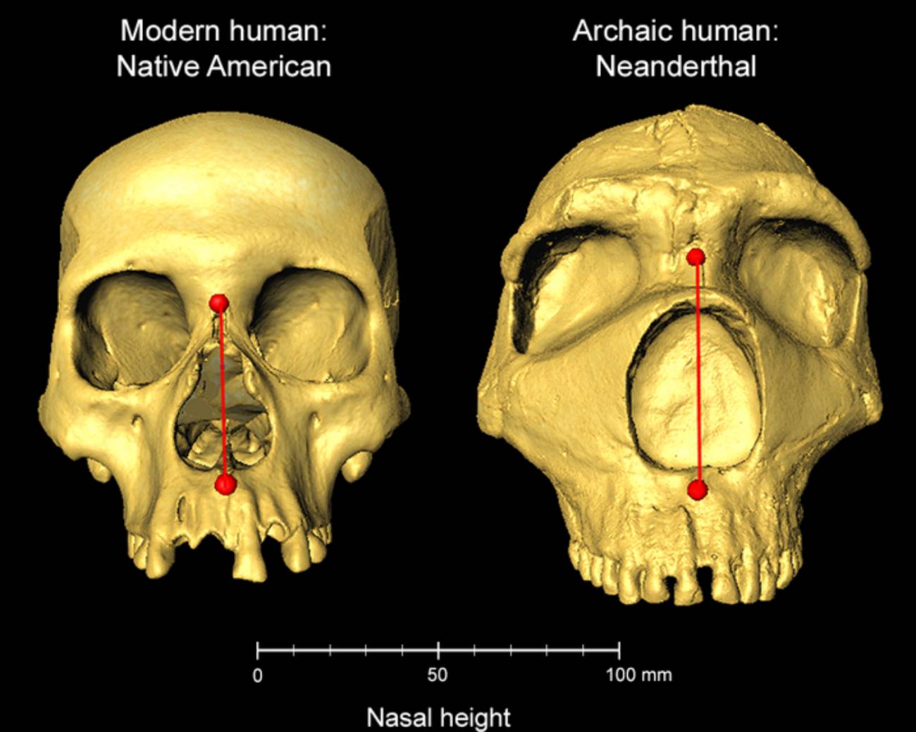 Los humanos heredamos la forma de la nariz de los neandertales