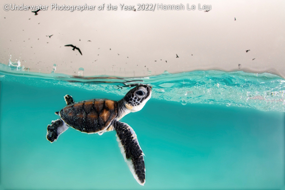 En Heron Island, Australia, solo una de 1000 crías de tortuga marina verde sobrevive a los depredadores, principalmente tiburones. Hannah Le Leu, autora de la foto, se pregunta si esta lo hará.