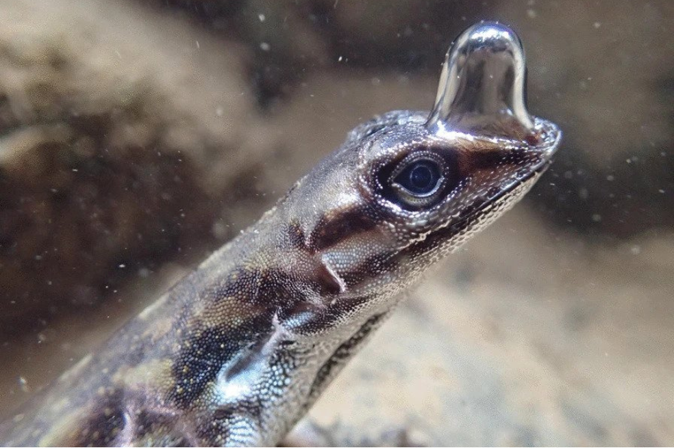 Los anoles acuáticos (Anolis aquaticus) son pequeños lagartos neotropicales que escapan al agua cuando son amenazados por depredadores. Pueden pasar casi 20 minutos bajo el agua, inhalando y exhalando una burbuja de aire que se adhiere a su hocico, explica la fotógrafa.