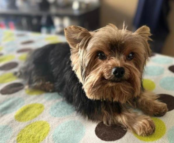 Devolvieron a Vicente, el perro que fue robado en Bogotá: ¿Dónde estaba?