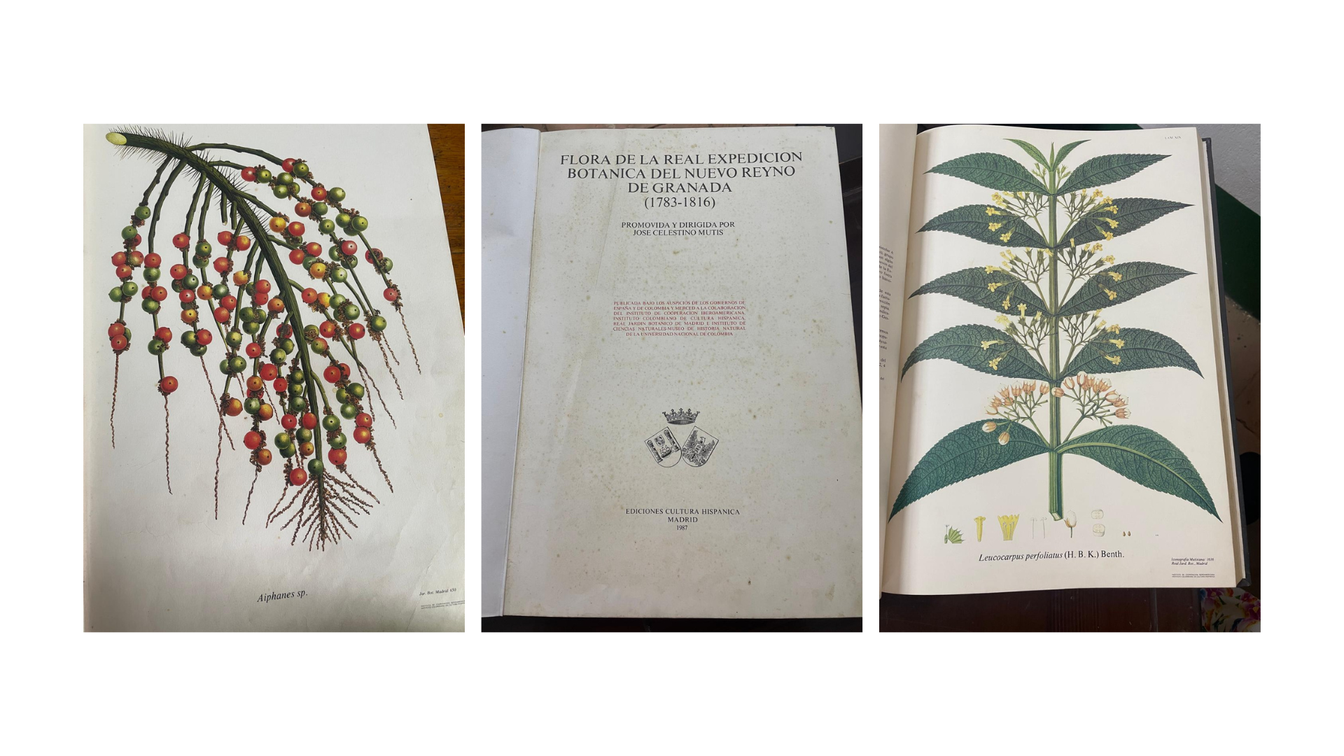 En Mariquita, José Celestino Mutis formó a jóvenes ilustradores botánicos.