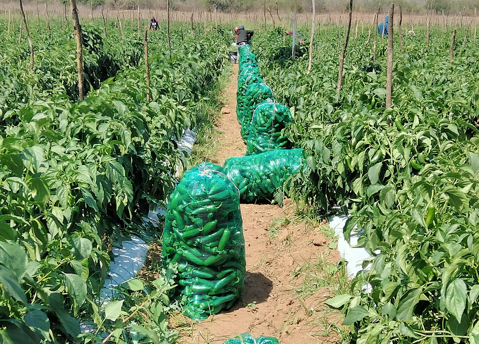 Minagricultura ha ejecutado $2,1 billones de los $5,3 billones presupuestados