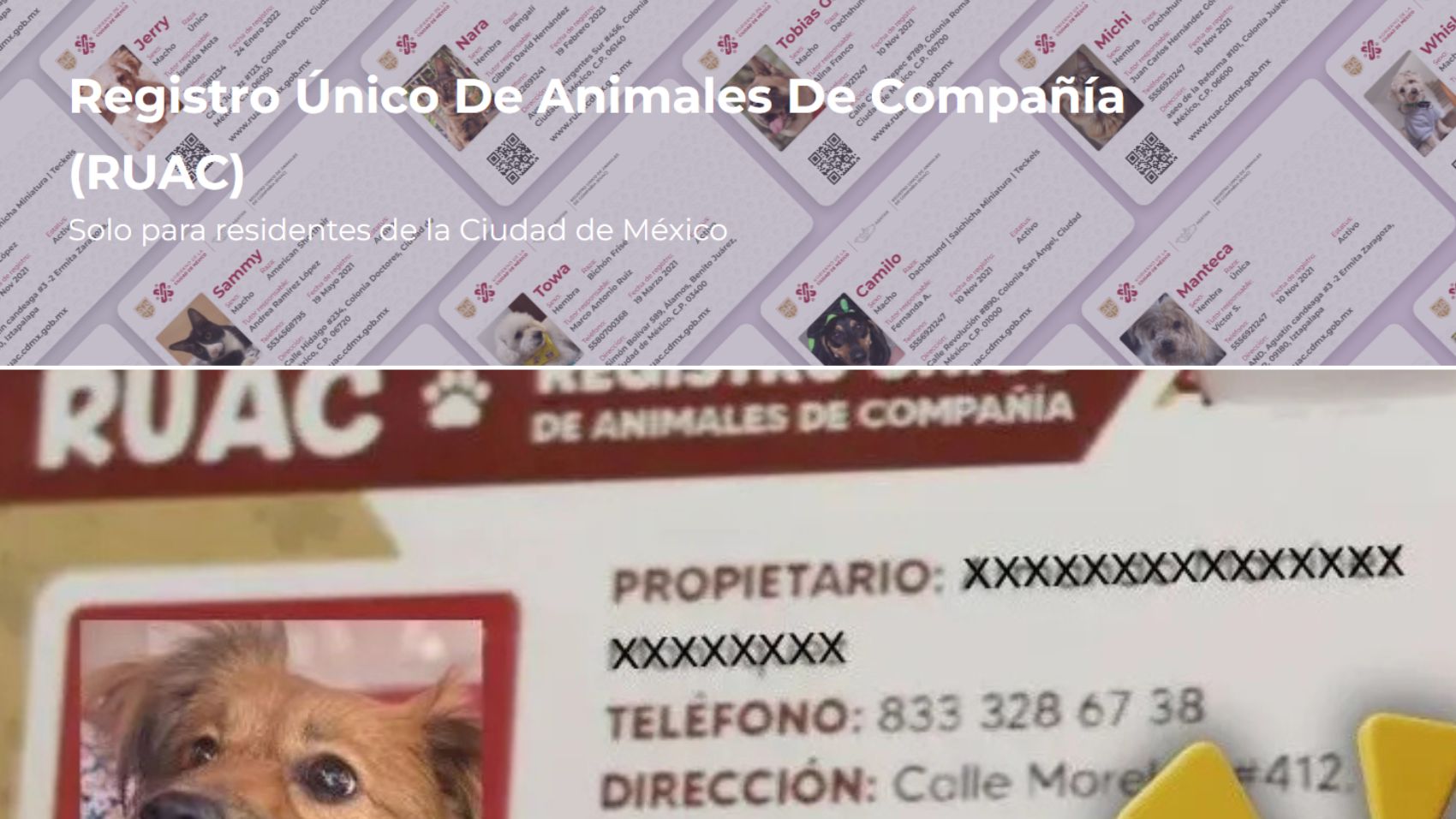 CURP para mascotas CDMX o RUAC: Cómo sacarla, registro, requisitos, fecha límite y cuánto cuesta la multa – Fox Sports