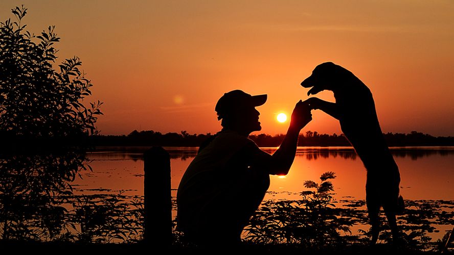 los perros se enamoran unos de otros